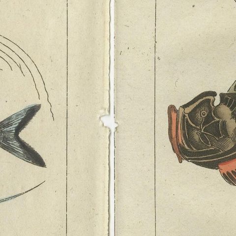 Set of 2 Antique Fish Prints - Lionfish - Ponyfish - Scorpion Fish, close-up 2