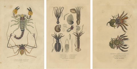 Collection of Old Naturalist Illustrations: Marine Life and Arthropods, 1845, view 5