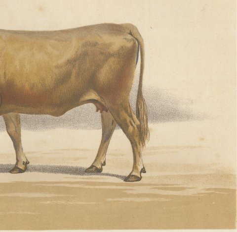Béarnaise Cow with Bell Collar, French Cattle Chromolithograph, 1863, close-up 3