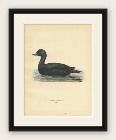 Antique Bird Print of the Black Scoter by Von Wright, 1929, shown framed