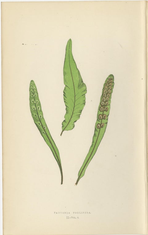 Antique Hand-Colored Fern Prints - Onoclea, Fadyenia, Cyclopeltis - 19th Century, view 3