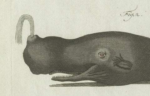Original Antique Print of Two Sperm Whales by Bertuch, c. 1800, close-up 2