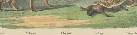 Antique Lion, Jaguar, Leopard and Cheetah Print, Big Cats by Kolb, circa 1890, close-up 2