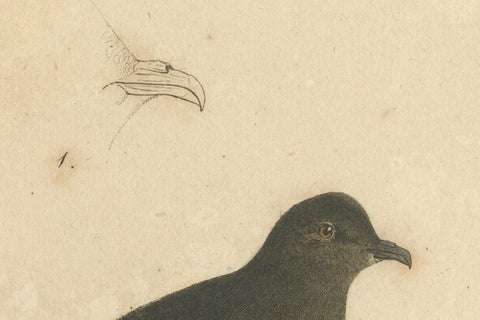 Franz Sturm's Illustration: a European Storm Petrel (Procellaria pelagica), 1830, close-up 2
