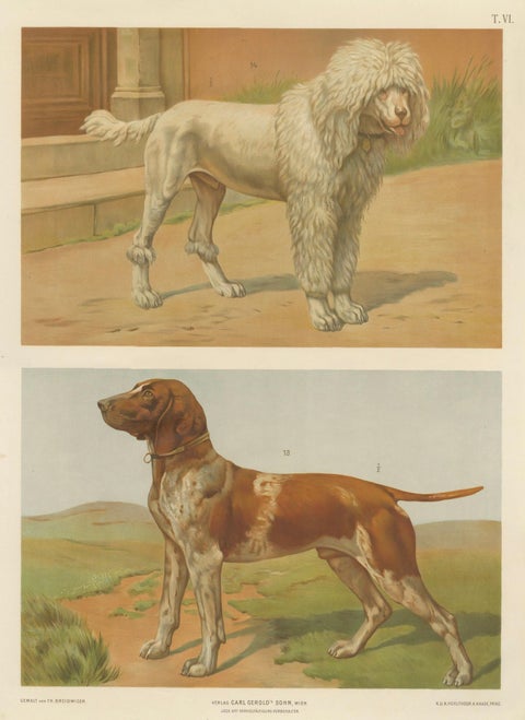 Poodle and Hound, Large Antique Dog Poster by Briedwiser, c.1880, close-up 1