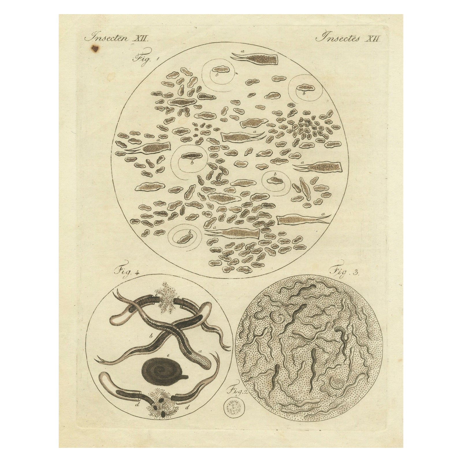 Microscopic Study of Insect Anatomy: Hand-Colored Engraving from Bertuch, 1798