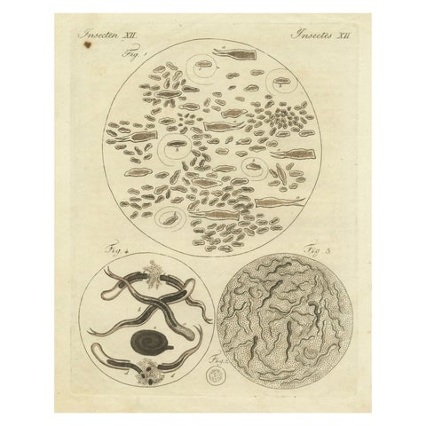 Microscopic Study of Insect Anatomy: Hand-Colored Engraving from Bertuch, 1798