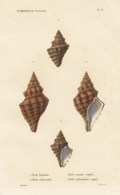 Turbinelle (Turbinella): Antique Sea Shell Print, circa 1840, view 3