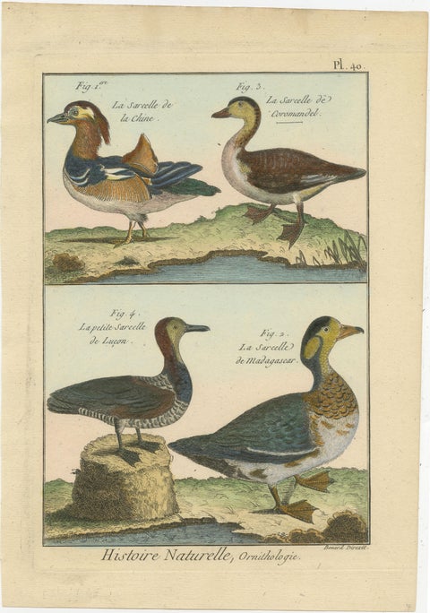 Original, Richly Hand-Colored, Rare Copper Engraving of 4 Ducks (1792)., view 2