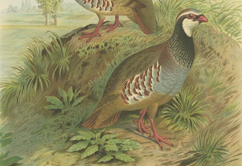Red-Legged Partridge Pair, Antique Bird Chromolithograph, Caccabis Rufa c.1880, close-up 4