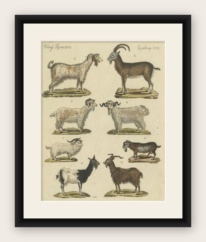 Antique Handcolored Engraving of Domestic Goats, c.1800, shown framed