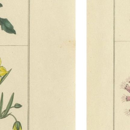 Elegant Garden Flower Engravings, Antique Botanical Prints, London 1828, close-up 1