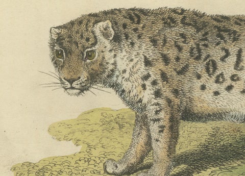 A Hand-Colored Illustration of the Snow Leopard or Once, 1824, close-up 2