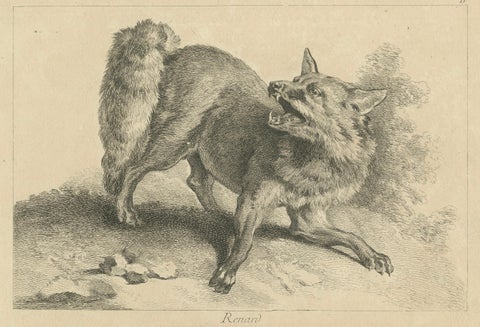 Renard, The Red Fox: An Original Detailed Etching - circa 1740, close-up 3
