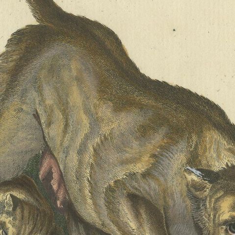 Original Antique Print of a Lioness and Lion Cubs by Ridinger, close-up 2
