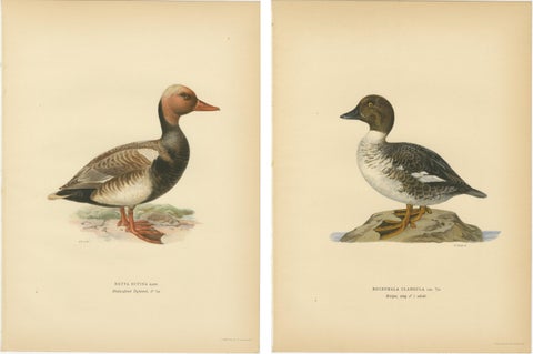 1929 Swedish Ornithology Lithographs Pair, Red-crested Pochard & Goldeneye, view 2