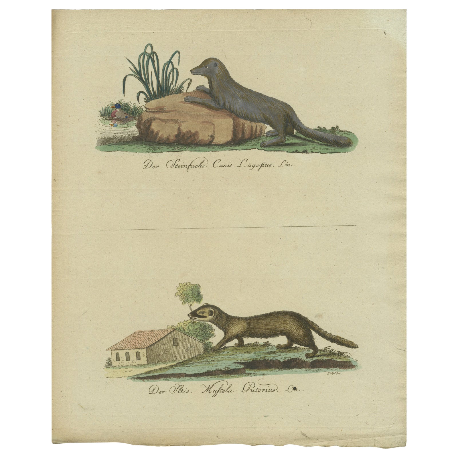The European Pine Marten and The Polecat Meticulously illustrated, circa 1775