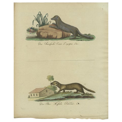 The European Pine Marten and The Polecat Meticulously illustrated, circa 1775