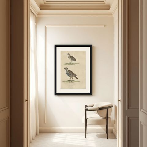 Handcolored Bird Print of a Male Quail and a Red-Legged Partridge, shown framed in a room