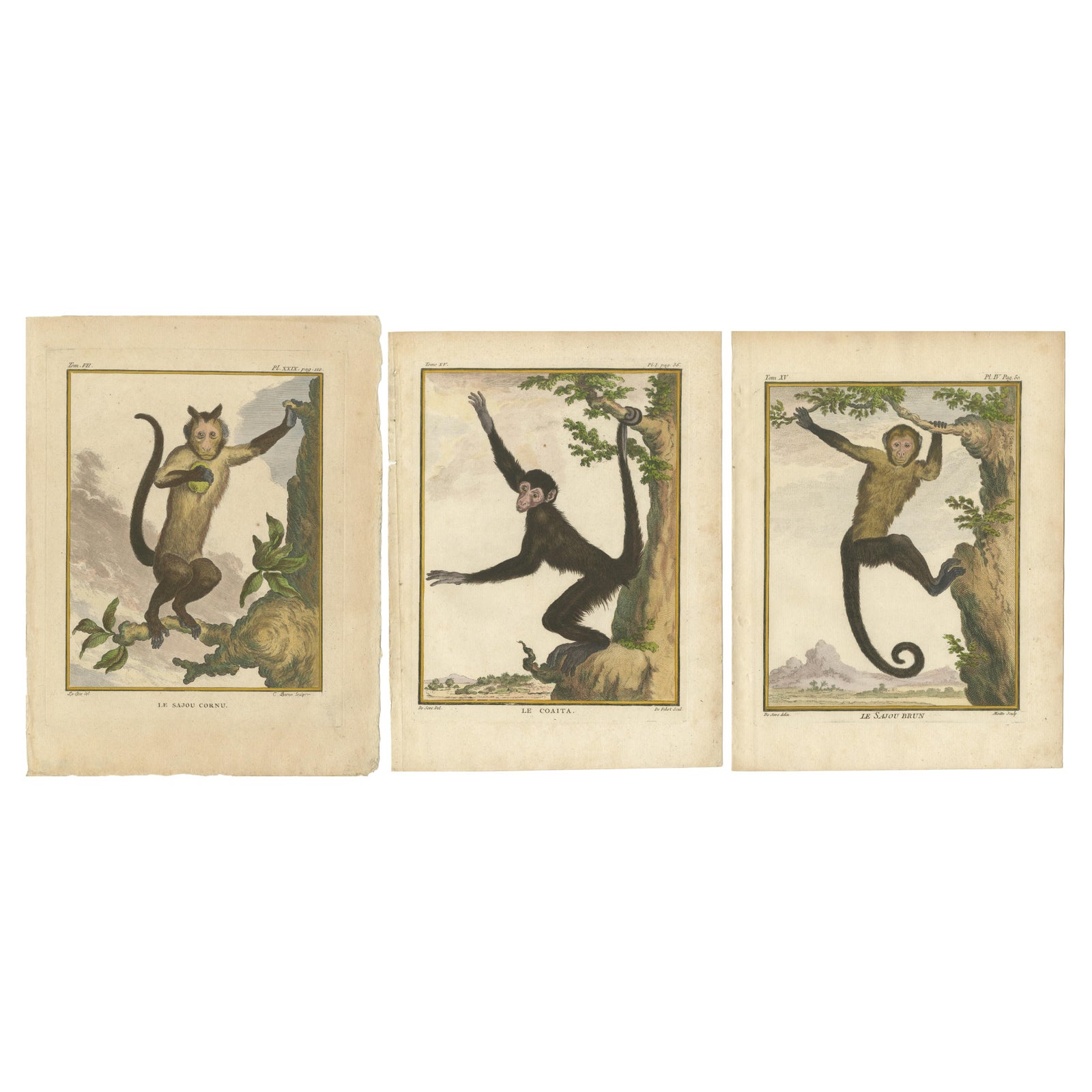 Set of 3 Antique Monkey Prints, Capuchin Species, Spider Monkey
