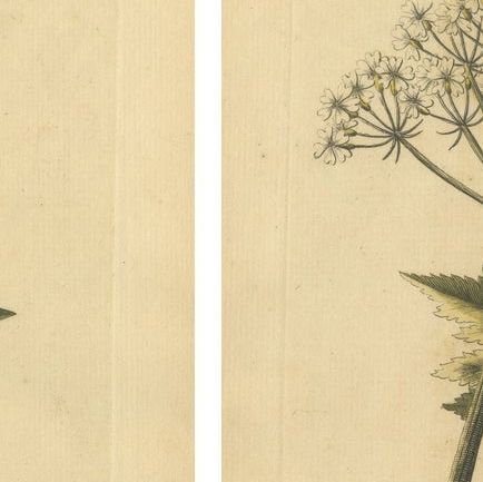 Antique English Moths and Caterpillars on Hedgerow Plants, Albin 1720, close-up 1