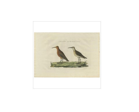 Antique Bird Print of the Curlew Sandpiper by Sepp & Nozeman, 1829, view 3