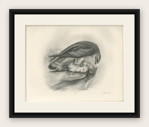 Antique Merlin Falcon with Prey Print by Lilian M. Medland, 1908, shown framed