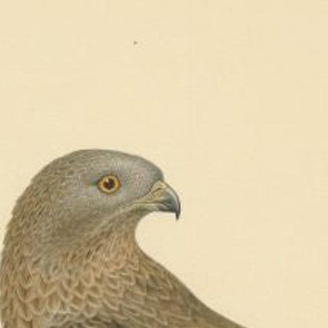 Antique Bird Print of the Honey Buzzard, 1929, close-up 1