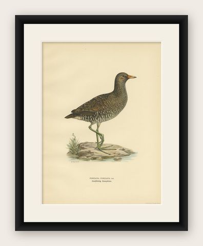 Antique Bird Print of the Spotted Crake by Von Wright '1929', shown framed