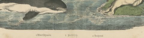 Antique Sperm Whale Print with Porpoise and Seals, Kolb Mammals, circa 1890, close-up 2