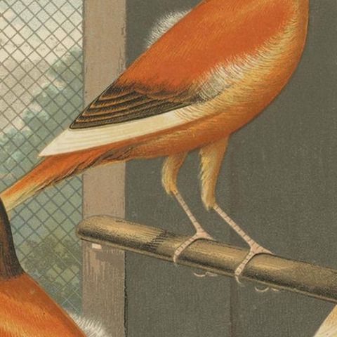 Antique Bird Print of the Norwich Canaries, Variegated Yellow and Others, close-up 2