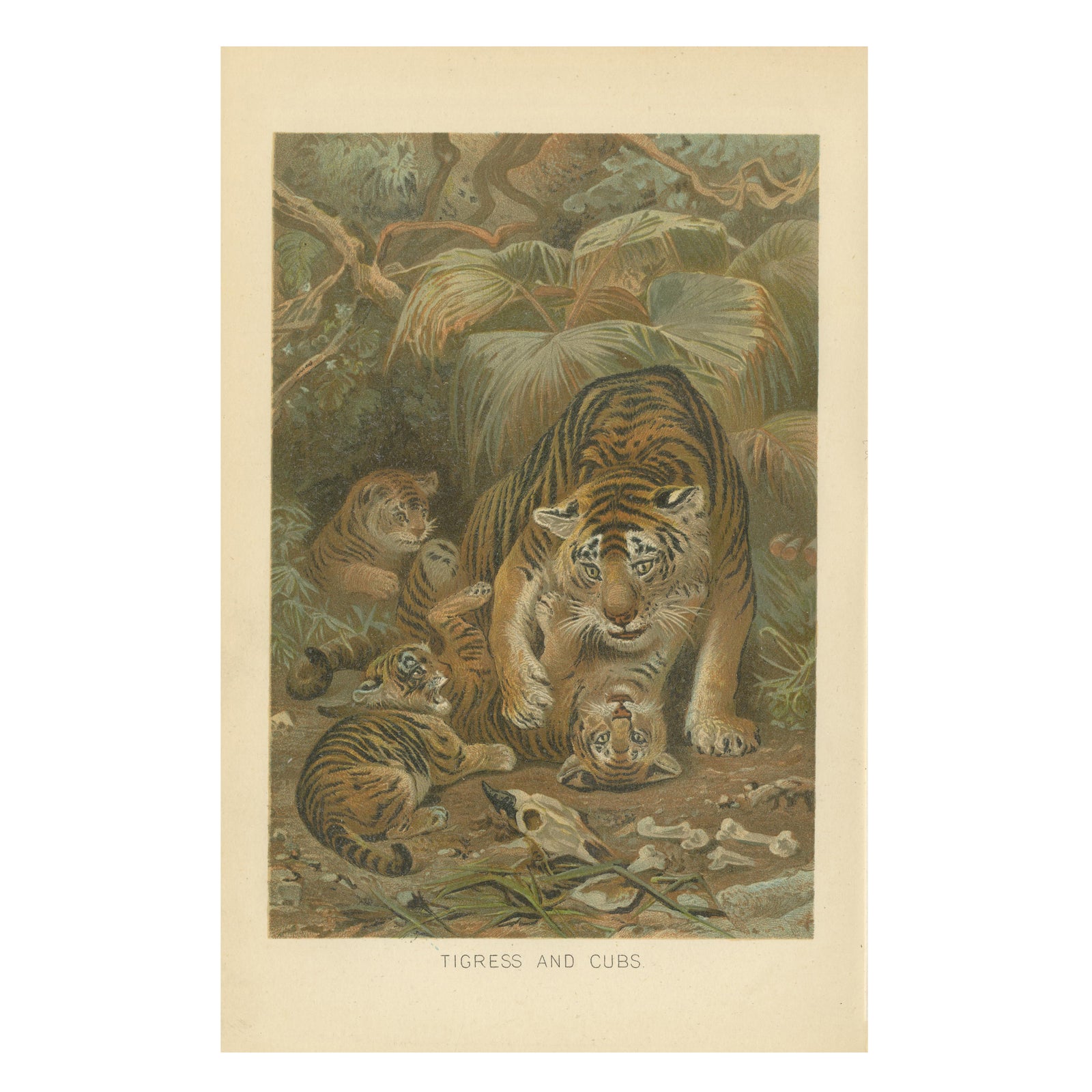 Tigress and Cubs, Antique Tiger Print, Victorian Wildlife Art 1894