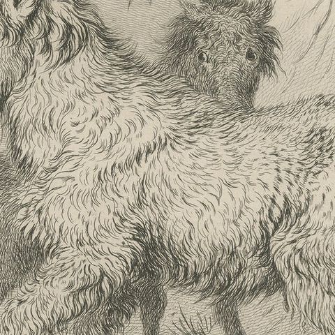 Antique Animal Print of a Calmuc or Little Russian Horse, close-up 2