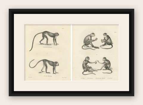 Spring Monkeys and Other Species, Lithographs by Last, 1836, Zoological Studies, shown framed