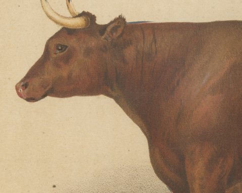 Devon Ox, British Cattle Chromolithograph by Olivier de Penne, 1863, close-up 1