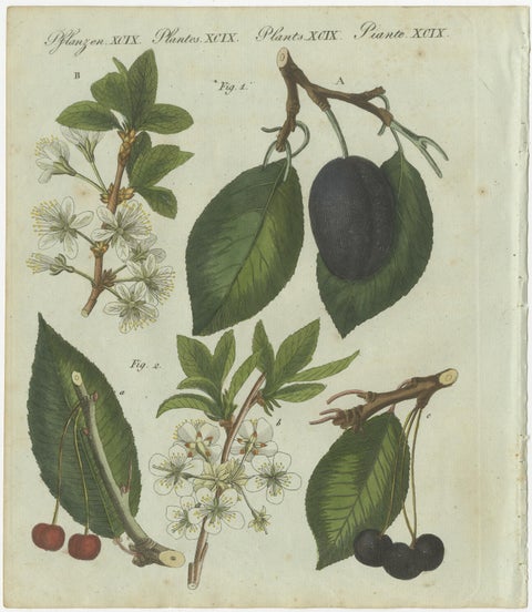 Botanical Study of Plum and Cherry Blossoms and Fruits, Hand-Coloured in 1805, view 2