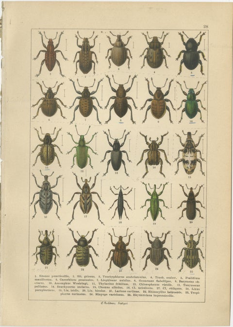 Antique Weevil Beetle Chromolithographs, Curculionidae Plates, Calwer 1893, view 3