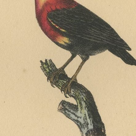 Pl. 59 Antique Bird Print of a Manakin and Bullfinch by Lejeune, 'c.1830', close-up 1