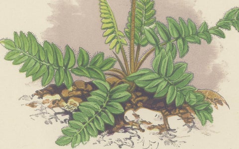 Pyrenean Oxytrope and Spring Sandwort, Hand-Coloured Botanical Print, 1874, close-up 4