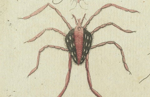 Mites and Spiders: Hand-Colored Engraving from Bertuch's Bilderbuch für Kinder, close-up 1