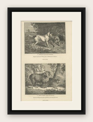 Antique Print of Terriers and Merino Sheep, 1835, shown framed