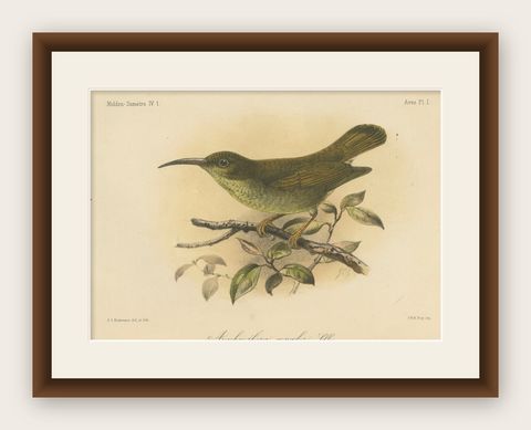 Antique Lithograph of Plain-coloured Spiderhunter by Keulemans, Sumatra c.1887, shown framed