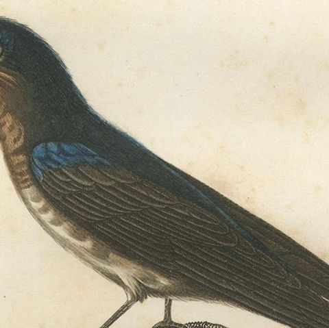 The White-Bellied Caribbean Martin, An 1807 Ornithological Illustration, close-up 4