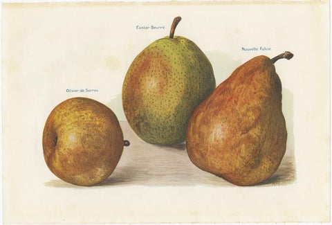Set of 3 Vintage Fruit Prints of Pear Varieties, '1924', view 3