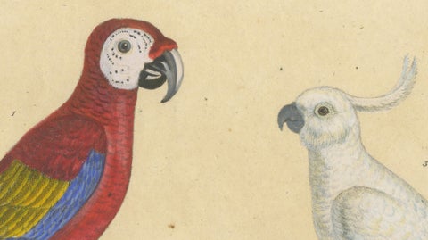 Macaw, Cockatoo & Amazon Parrots, Brodtmann Hand-Colored Lithograph, 1816, close-up 3