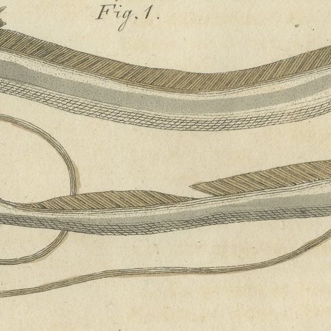 Frogfish with Lure and a Ribbon Fish, Antique Bertuch Print, circa 1810, close-up 6