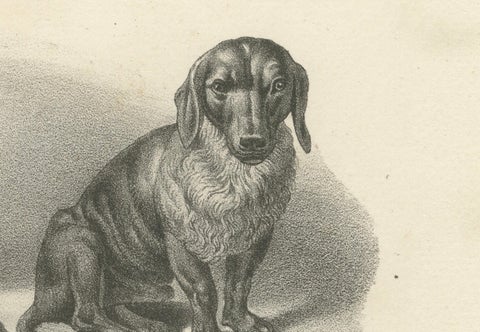 19th-Century Lithograph of Hunting Dogs and Dachshunds Interacting with Cats, close-up 3