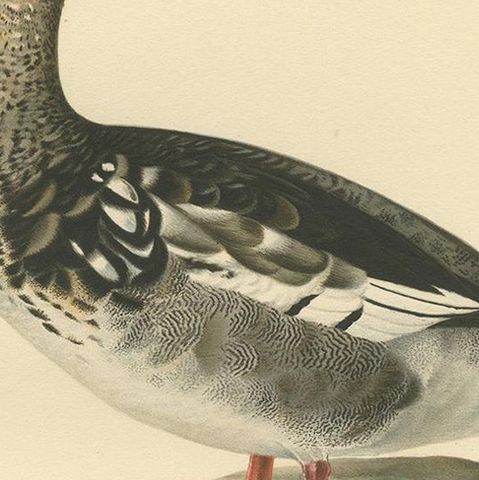 Antique Bird Print of a Young Red-Breasted Merganser by Von Wright '1929', close-up 2