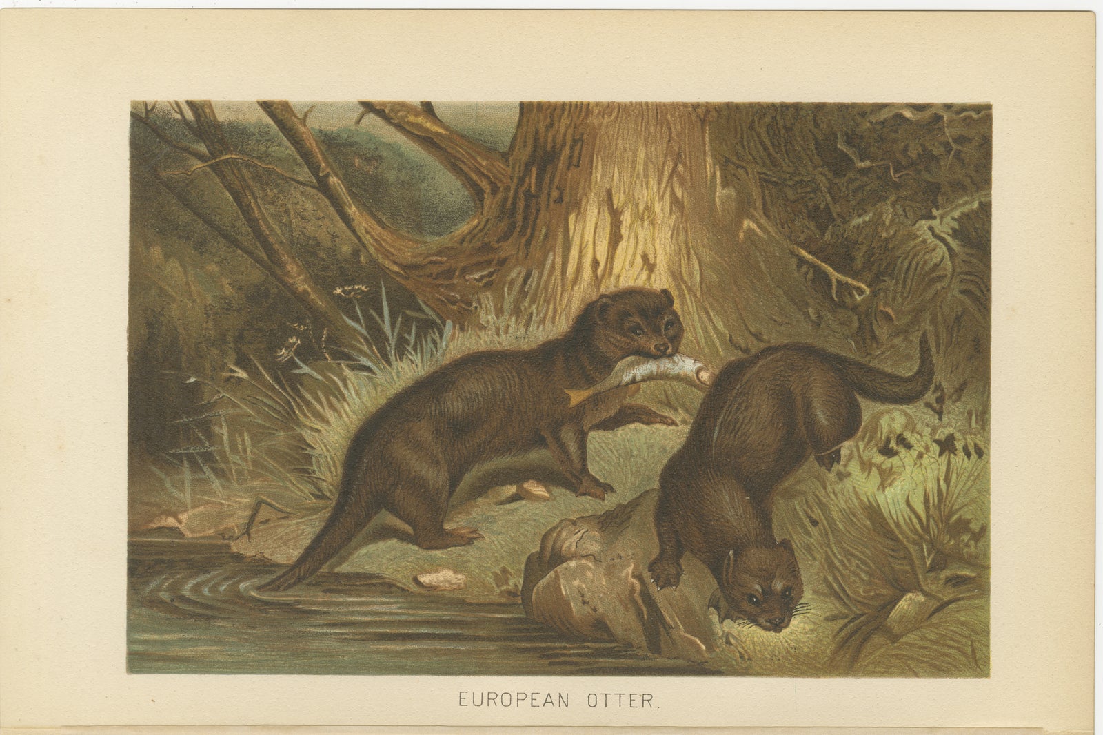 Woodland River Animal Print, Victorian Otter Scene, Earth Tone Artwork, 1894