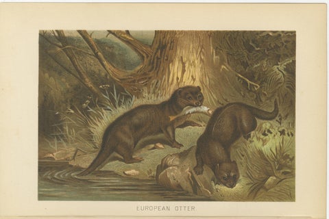 Woodland River Animal Print, Victorian Otter Scene, Earth Tone Artwork, 1894